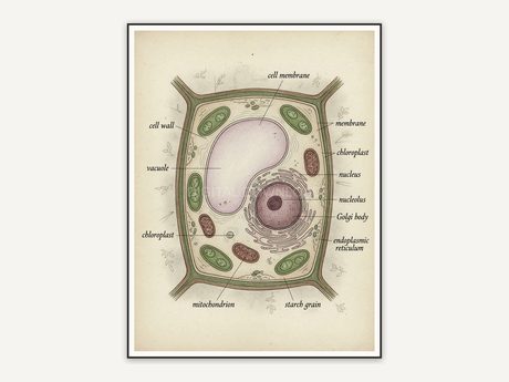 plant cell structure vintage illustration