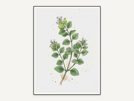 Oregano botanical illustration