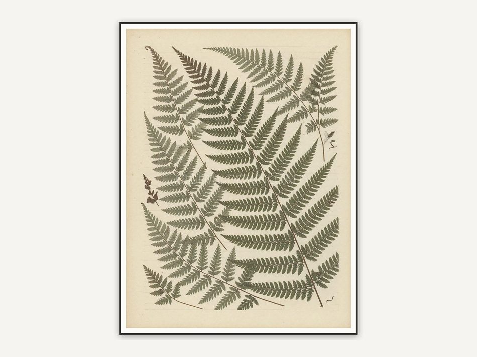 Pressed fern botanical print in muted earth tones