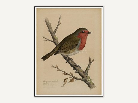 vintage robin bird illustration print