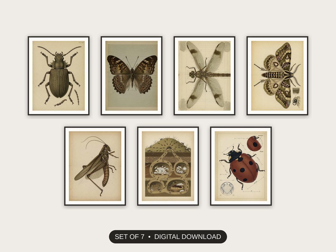 Set of 7 educational entomology art printable prints shown as a gallery wall