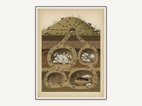 Detailed vintage ant colony diagram in muted tones