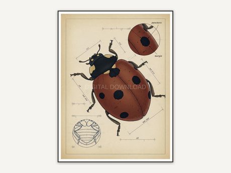Detailed vintage ladybug diagram in muted tones